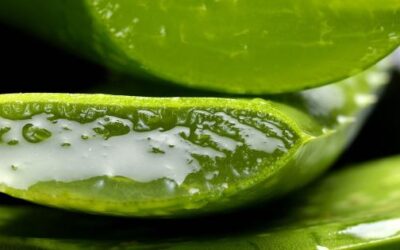 Ingredientes naturales para la regeneración capilar: aliados del crecimiento saludable