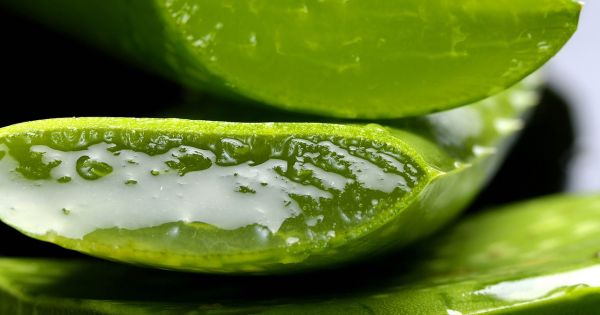 Ingredientes naturales para la regeneración capilar: aliados del crecimiento saludable